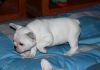 well trained french bulldog puppies available