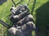 Kc Blue French Bulldogs Males And Females