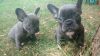 4 Blue French Bulldog Puppies Ready Now