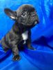 Beautiful Litter Of Pure Breed French Bulldogs