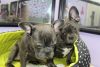 French Bulldog puppies 10 weeks old