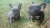 Stunning French Bulldog Reserved Now