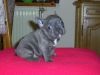 french bulldog puppy for lovely homes