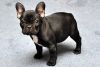 adorable frenchbull dog for sale