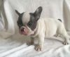 sparking french bulldog puppy for sale