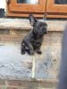 french bulldog puppies available now