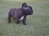 french bulldog x pug available now