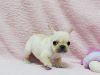 Tinny french bull dog pups available