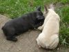 male and female french bulldog puppies a home