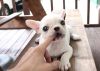 Cute french bull puppies available