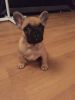Only 1 Boys Left Fawn French Bulldog Puppies
