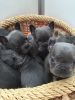 Kc Blue French Bulldogs, Ready To Go
