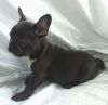 Stunning French Bulldog Puppies Ready Now!