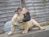 2 French Bulldog Males for sale