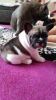 Stunning Chunky French Bulldog Puppy