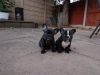 Two Stunning French bulldog Dark Brindle Puppies For Sale!!!