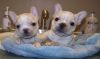 New!!! Elite French bulldog puppies for sale from Europe In excellent