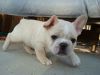 French male bulldog puppy with all necessary vet checked documents