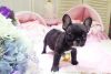 Beautiful male and female tea cup french bull puppies now available