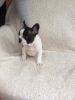 french bulldog for re homing