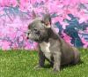 ZXCVC French Bulldog Puppies for Sale