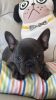 Kc Blue French Bulldogs, Top Quality Ready To Go