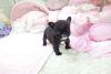 chunky stunning tea cup french bull pup