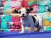 akc champion bloodline french bulldog puppy for sale