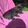 Black male and female french bulldog puppies