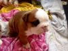 Female french bulldog puppy for sale