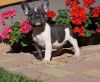 French bulldog puppies for homes