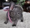 Frenchies bulldog puppies for new homes