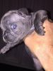 Stunning Blue French Bulldogs Ready Now