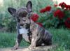 ACA Registered French Bulldog Puppies