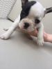 Re-homing French bulldog puppies