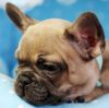STUNNING MINI FRENCH BULLDOGS!!! PUPPY FINANCING NOW!!