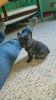 Handsome AKC REGISTERED FRENCH BULLDOG MALE