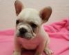 xvxcc French Bulldog Puppies for Sale