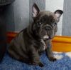 Sweet and friendly French Bulldog Puppies for sale