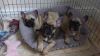 Well trained French bulldog puppies for rehoming