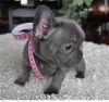 Awesome french Bulldog Puppies ready to go home