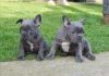 KC French Bulldog Puppies for Sale