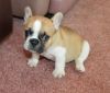 Awesome French Bulldog Puppies available For New and well Train