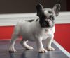 ???? adorable pied akc french bulldogs