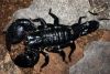 Emperor Black Scorpions