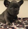 We have for sale an amazing litter of Blue,
