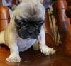 We have stunning Sable French Bulldog puppy for sale.