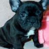french bulldog available for sale $400