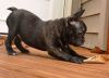 Adorable trained french bulldog available for sale $400