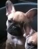 French bulldog puppies male and female available contact xxx-xxx-xxxx